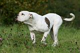 BOULEDOGUE AMERICAIN 372